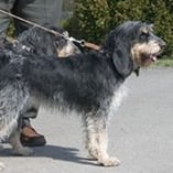 Griffon bleu de Gascogne